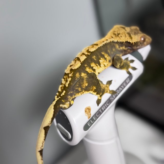 트라이 익스트림할리퀸