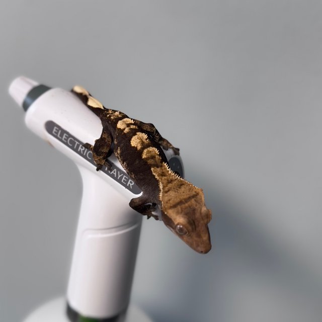 노멀 100%헷아잔틱