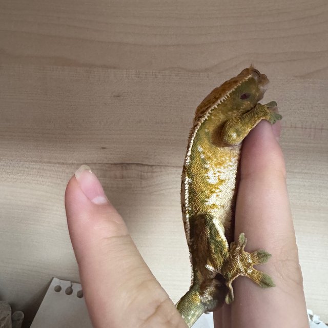 트라이 익스트림할리퀸