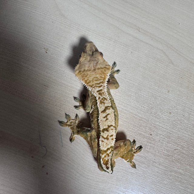 트라이 익스트림할리퀸 벅스킨