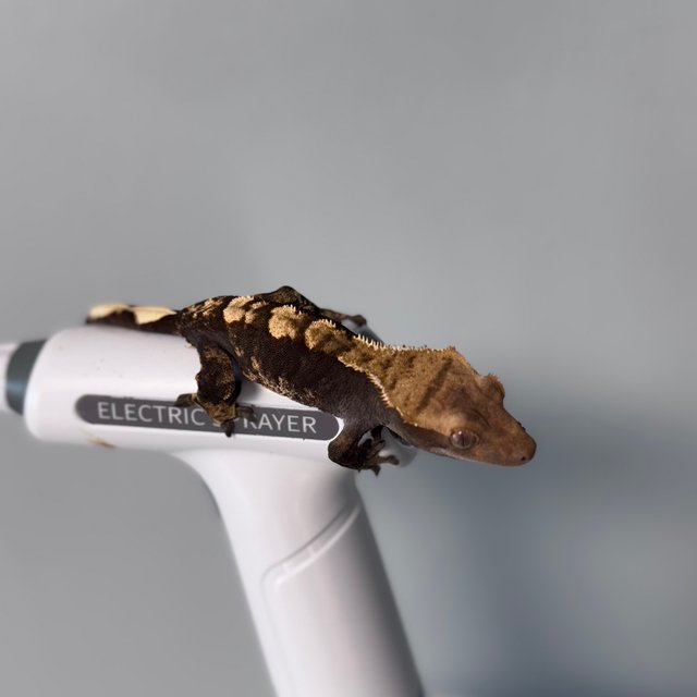 노멀 100%헷아잔틱