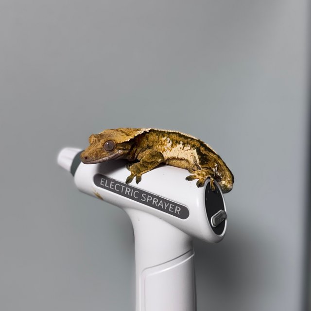 트라이 익스트림할리퀸