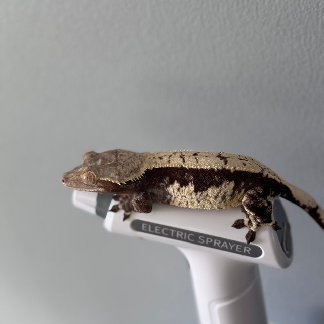 익스트림할리퀸 노멀 화이트