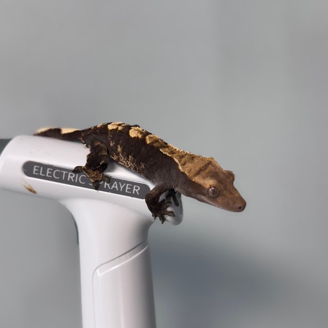 노멀 100%헷아잔틱