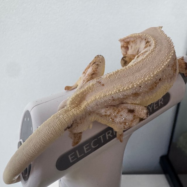 릴리화이트 솔리드백