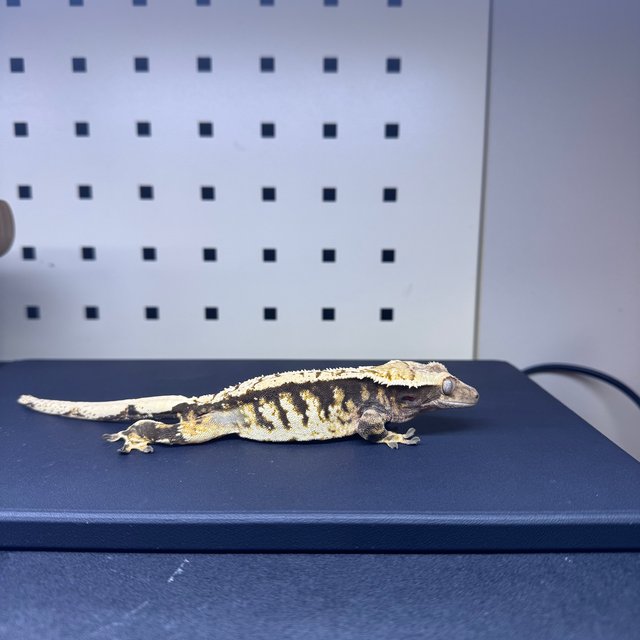 트라이 익스트림할리퀸 화이트크라운