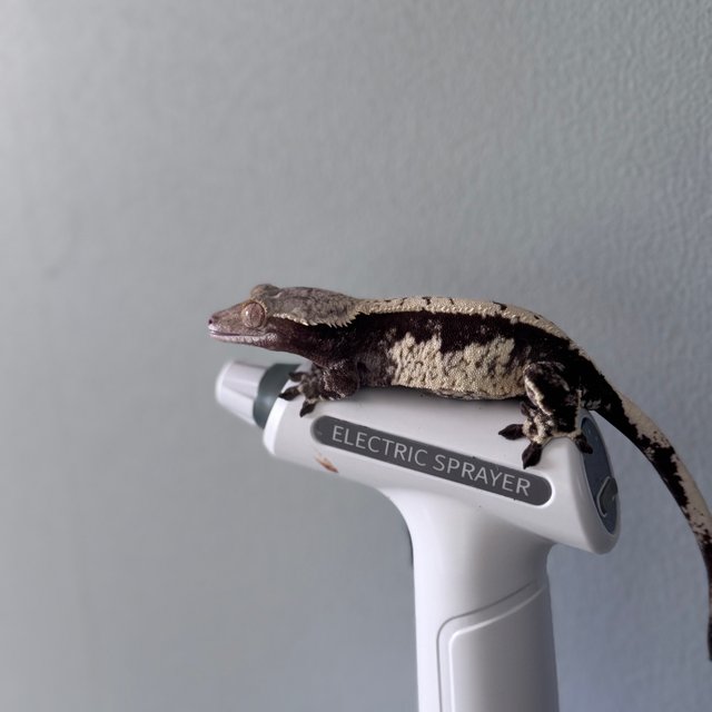 익스트림할리퀸 노멀 화이트