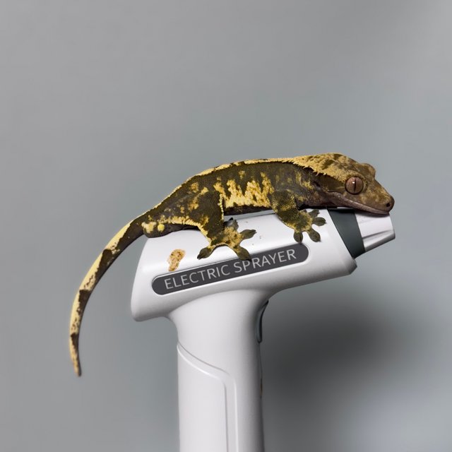 트라이 익스트림할리퀸