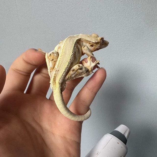 릴리화이트 솔리드백