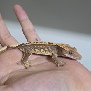 100%헷아잔틱 트라이 쿼드 화이트스팟