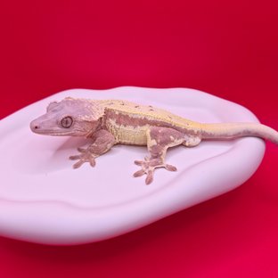 마루