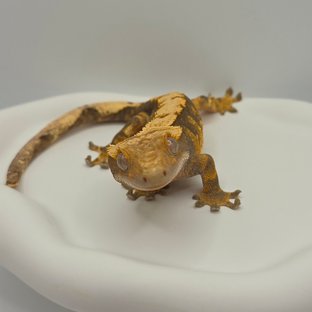 노멀 텐저린 트라이 익스트림할리퀸