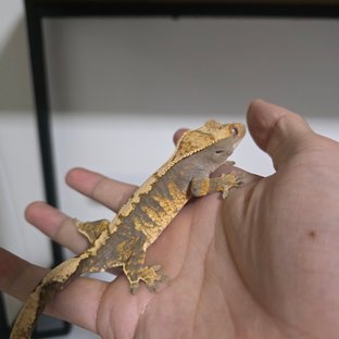 노멀 트라이 익스트림할리퀸