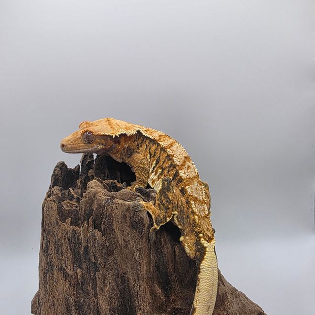 노멀 텐저린 트라이 익스트림할리퀸