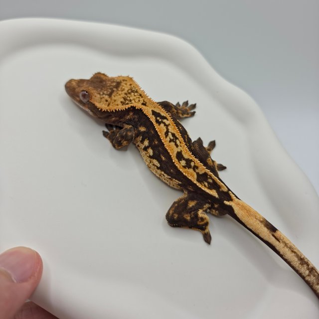 100%헷아잔틱 쿼드 다크 엠티백