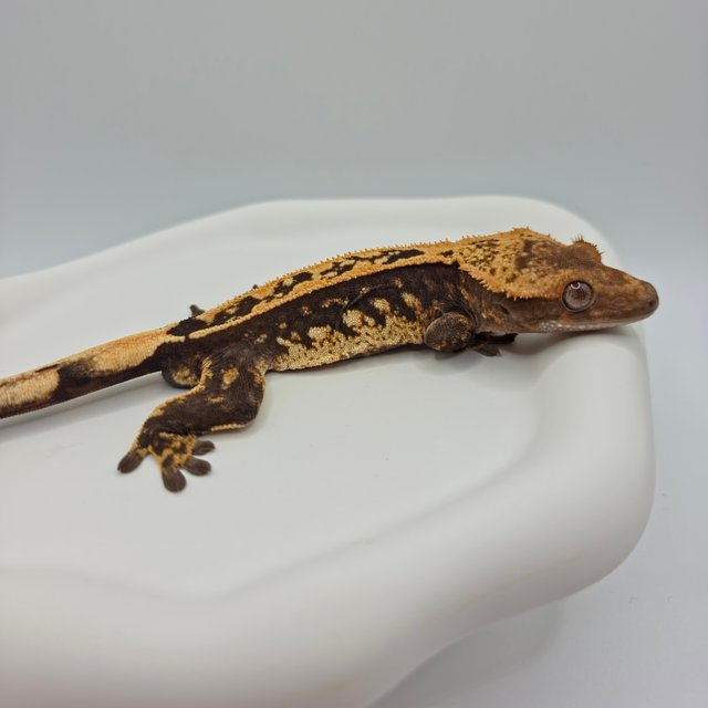 100%헷아잔틱 쿼드 다크 엠티백