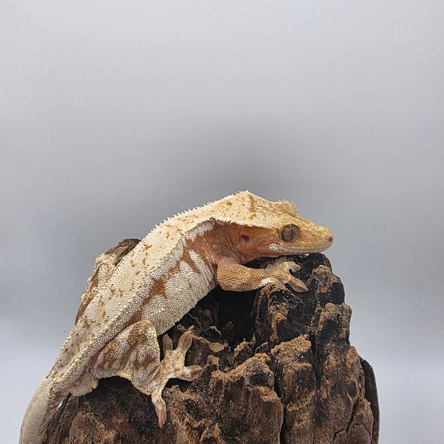 레드 드리피 화이트스팟 노멀