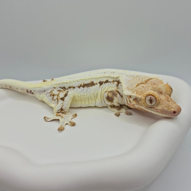 릴리화이트 솔리드백