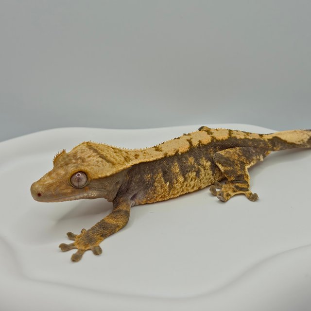 노멀 트라이 익스트림할리퀸