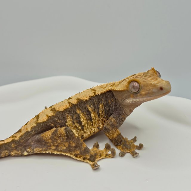 노멀 트라이 익스트림할리퀸