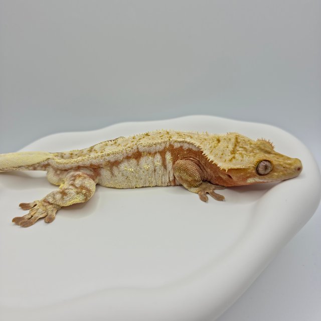 레드 드리피 화이트스팟 노멀