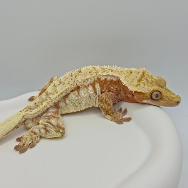 레드 드리피 화이트스팟 노멀