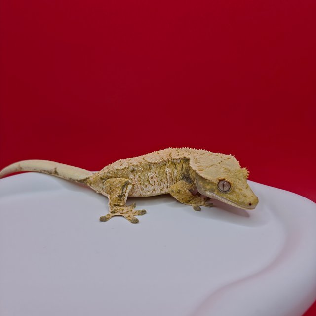 노멀 드리피 화이트스팟 트라이