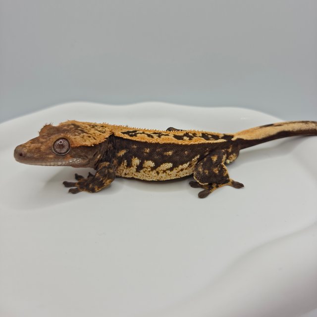 100%헷아잔틱 쿼드 다크 엠티백