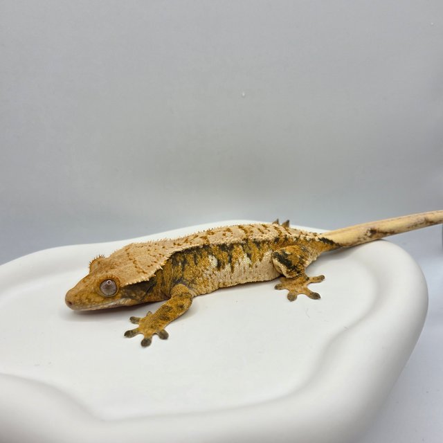 노멀 텐저린 트라이 익스트림할리퀸