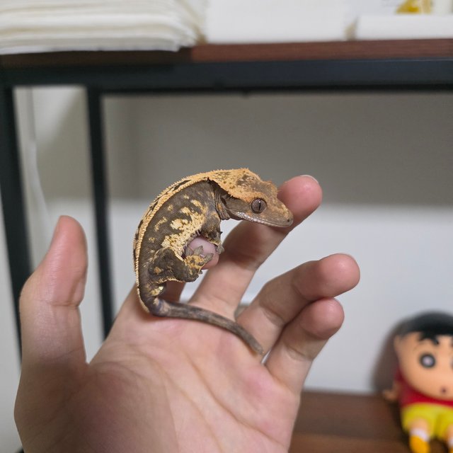 100%헷아잔틱 트라이 쿼드 화이트스팟