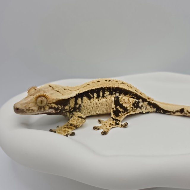 노멀 쿼드 화이트스팟