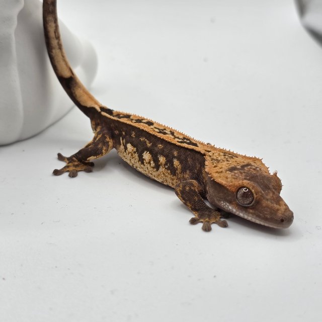 100%헷아잔틱 트라이 쿼드 화이트스팟