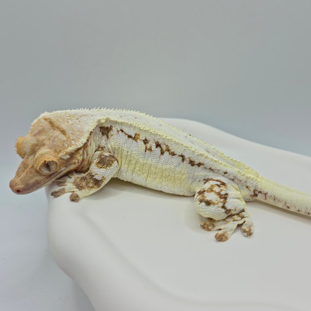 릴리화이트 솔리드백