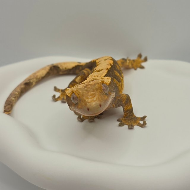 노멀 트라이 익스트림할리퀸