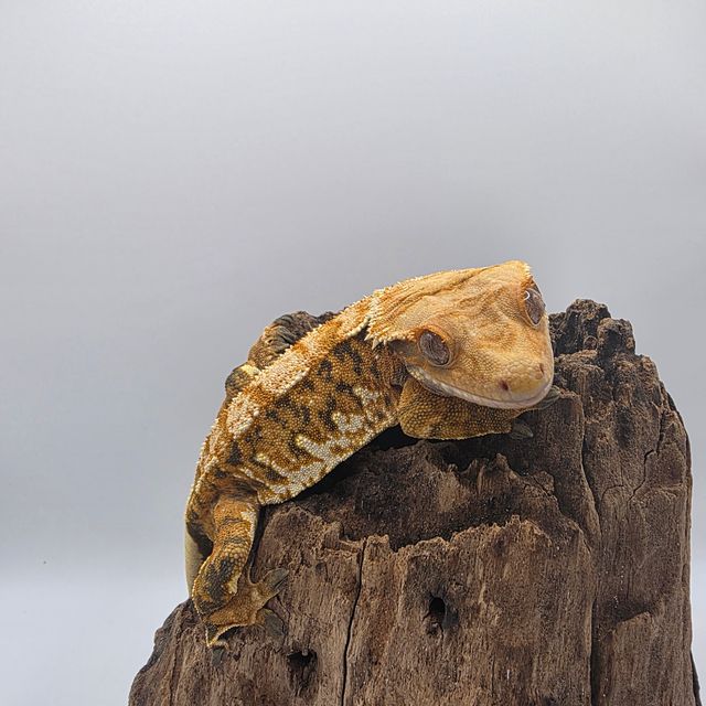 노멀 텐저린 트라이 익스트림할리퀸