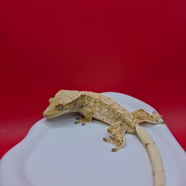 노멀 드리피 화이트스팟 트라이