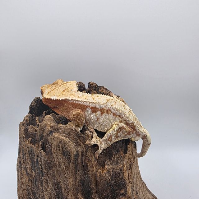 레드 드리피 화이트스팟 노멀