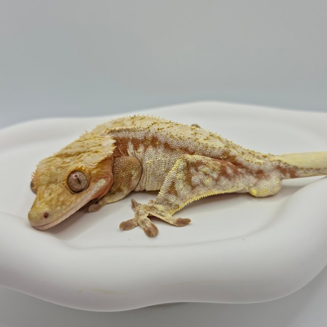 레드 드리피 화이트스팟 노멀