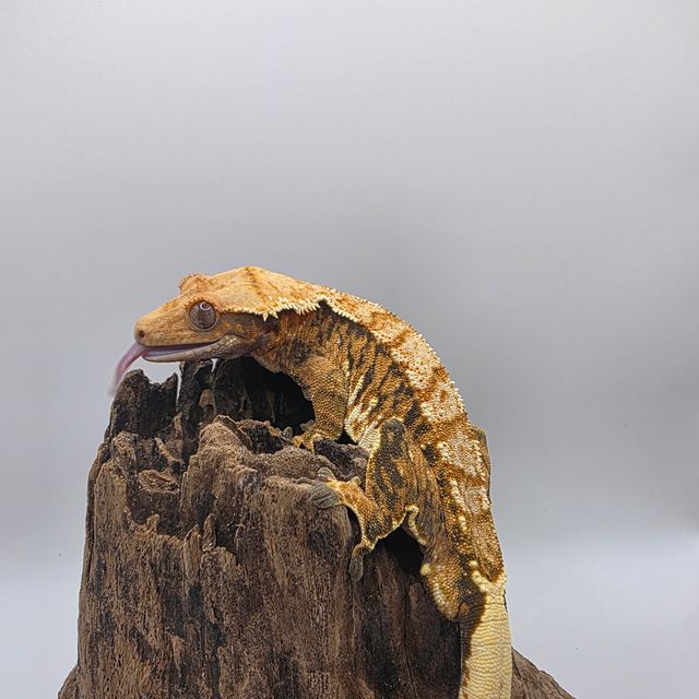 노멀 텐저린 트라이 익스트림할리퀸