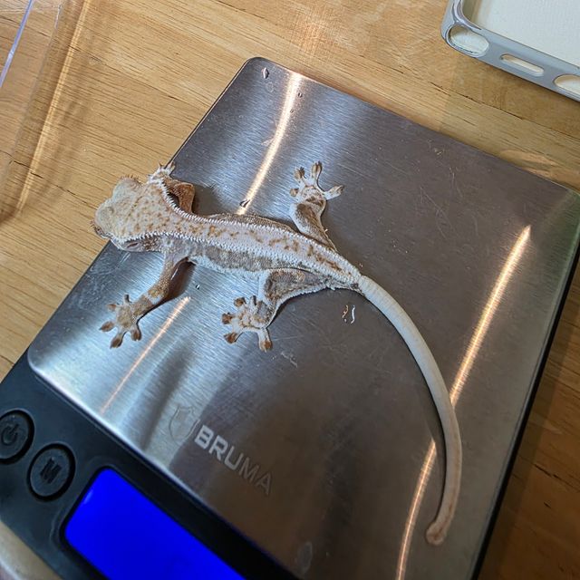 릴리화이트 풀핀 화이트