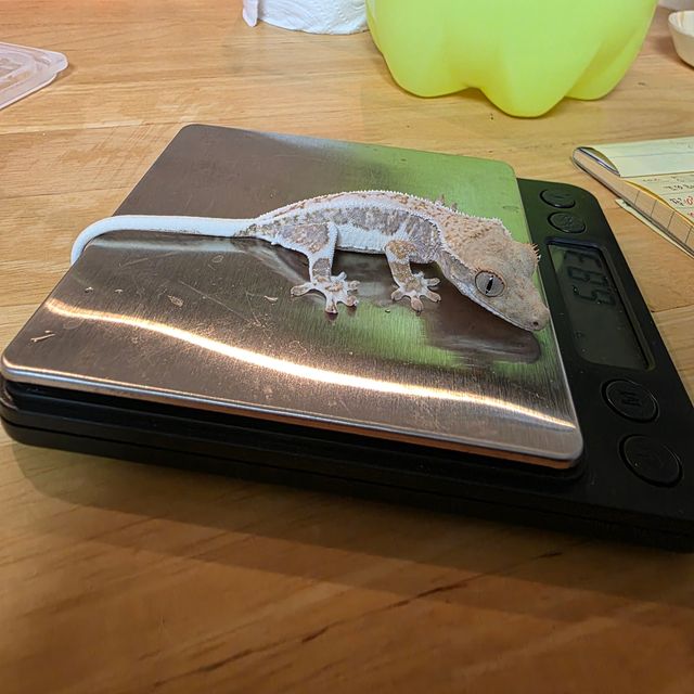 릴리화이트 풀핀 화이트