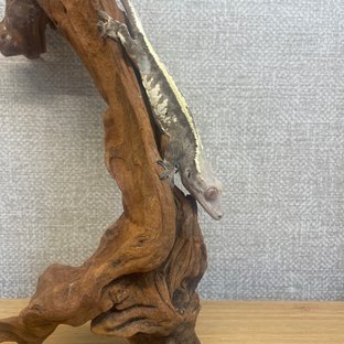 핀스트라이프 카푸치노