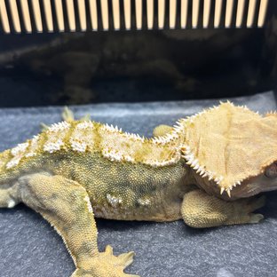 텐저린 화이트크라운 트라이