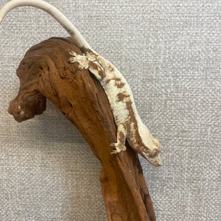 릴리화이트 레드