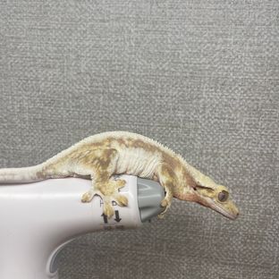 레드 릴리화이트
