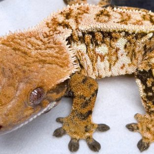 트라이 익스트림할리퀸 텐저린