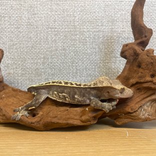 엠티백