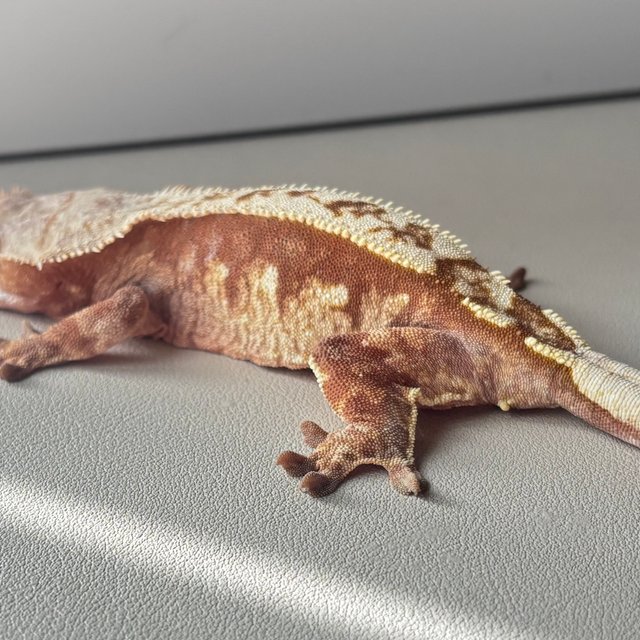 레드 핀스트라이프