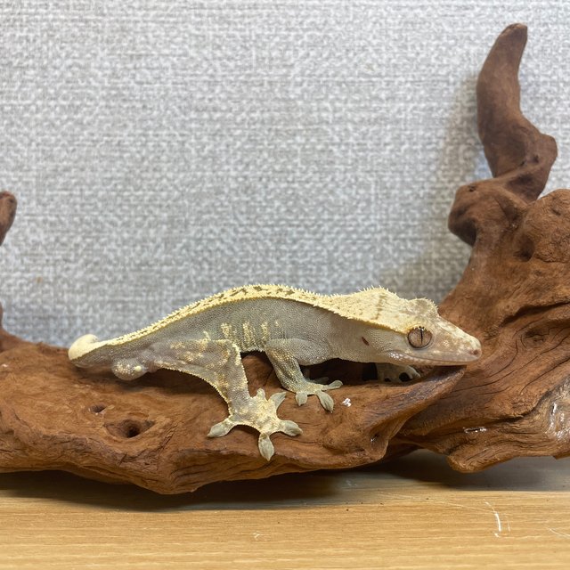 핀스트라이프 노멀 풀핀