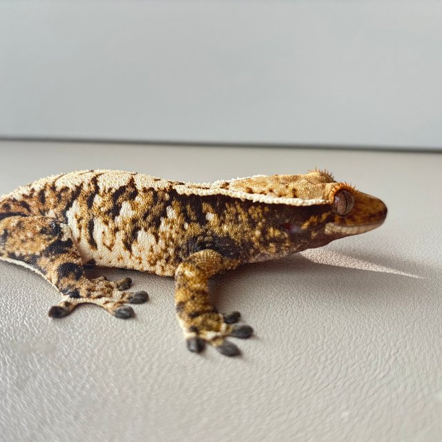 트라이 익스트림할리퀸 화이트포트홀